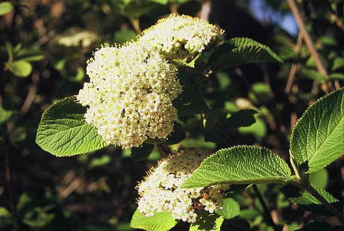 Viburnum lantana